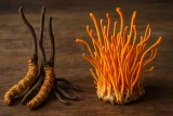 Cordyceps de voordelen en toepassingen van deze bijzondere paddenstoel